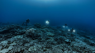 Descubren un arrecife con corales gigantes en Tahití