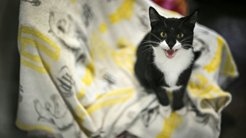 Co&ucirc;t de la vie: les Britanniques abandonnent leurs animaux domestiques