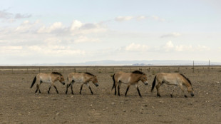 Los zoológicos de Praga y Berlín vuelven a introducir caballos salvajes en Kazajistán