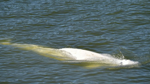 Abgemagerter Belugawal in der Seine verweigert weiter die Nahrung