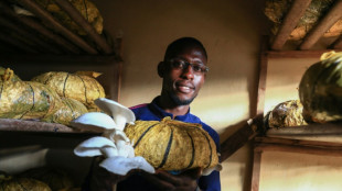 Cameroon's mushroom growers looking beyond the kitchen