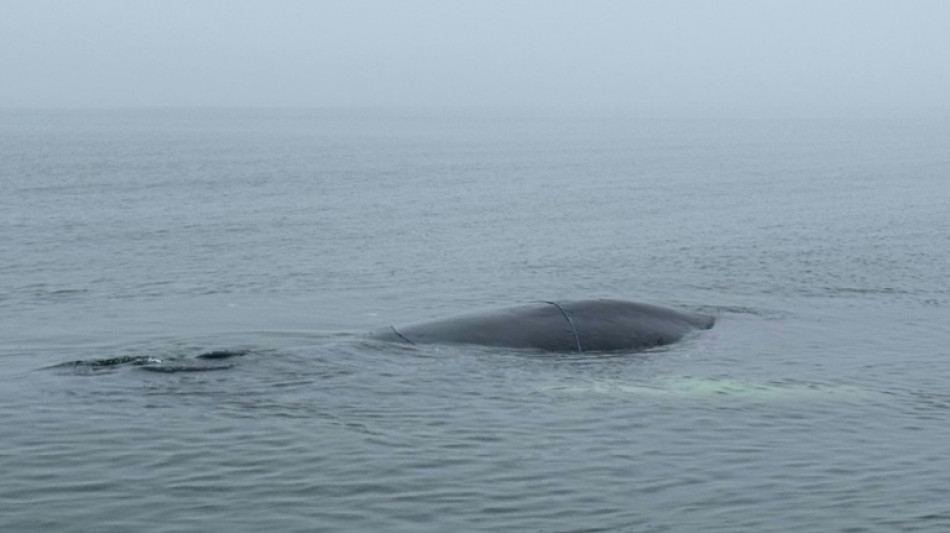  Gestrandeter Wal in L&uuml;becker Bucht: Weitere Rettungsaktion geplant 