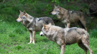 Drei Wölfe binnen einer Woche in Sachsen-Anhalt bei Unfällen getötet