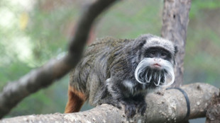 Verschwinden von Kaiserschnurrbarttamarine aus Zoo hält Dallas im Atem
