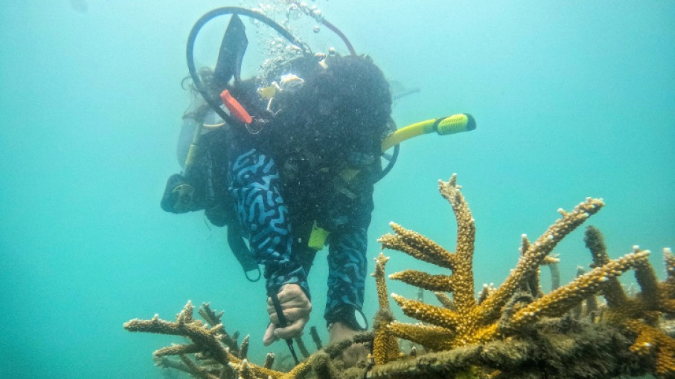  De p&ecirc;cheurs &agrave; jardiniers des mers: la restauration des coraux en Colombie 