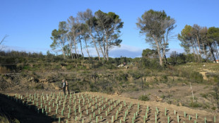 Macizo en Francia renace de sus cenizas con árboles más resistentes al fuego