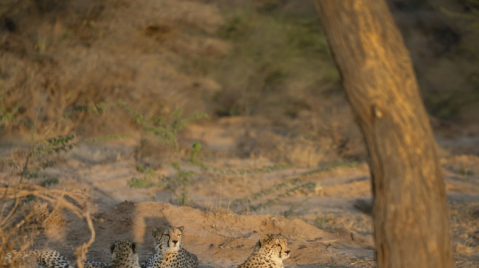 Au Somaliland, un refuge pour gu&eacute;pards sauv&eacute;s d'un trafic vers le Golfe