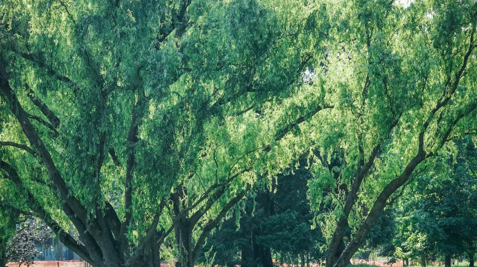  Nel 2025 quasi 3,7 milioni di alberi piantati in Italia, spinta dal Pnrr 