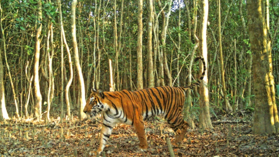 Estudio señala a Bangladés como foco de la caza furtiva de tigres