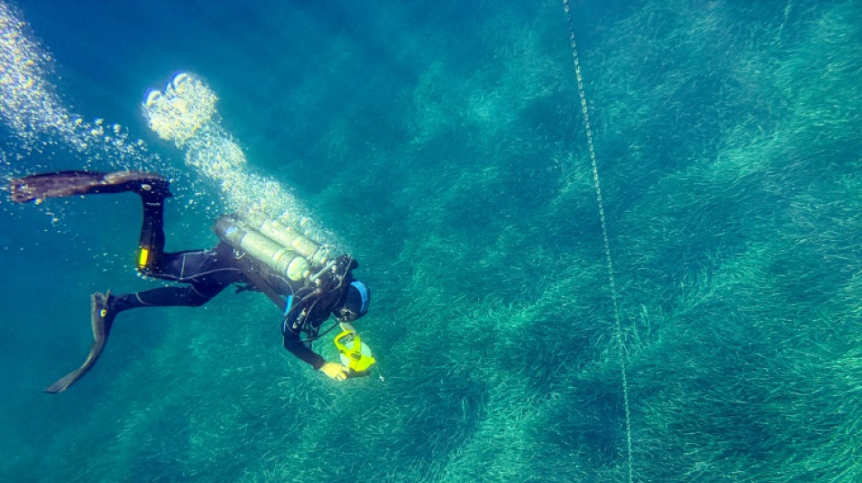  En M&eacute;diterran&eacute;e, prot&eacute;ger les herbiers de posidonie menac&eacute;s par les ancres de bateaux 
