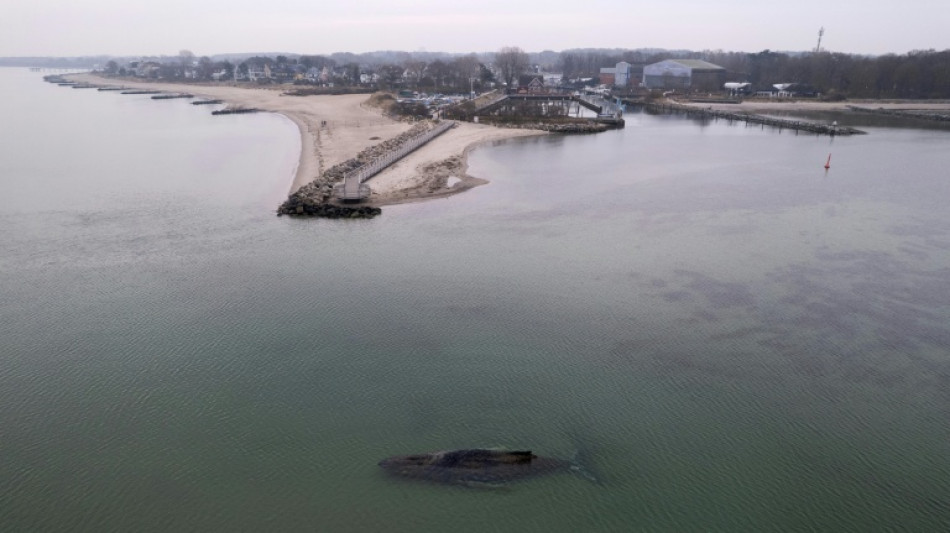 Gestrandeter Wal vor Schleswig-Holstein: Hoffnungen ruhen auf Schwimmbagger