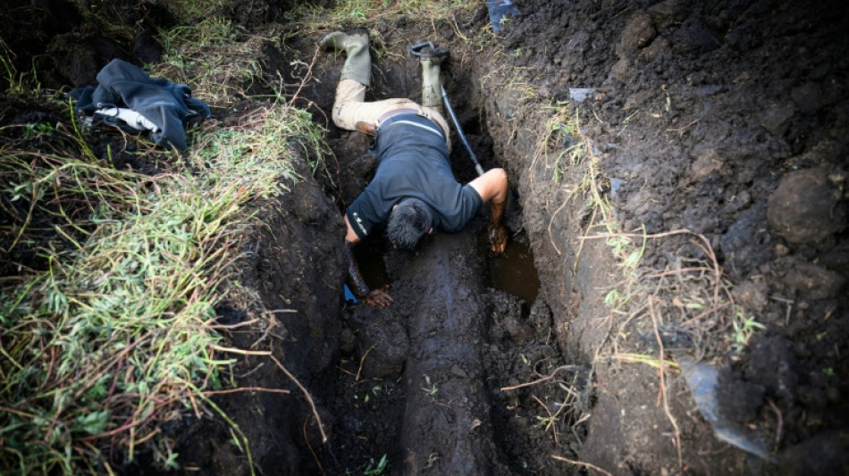 Dans le marais de Bri&egrave;re, des ch&ecirc;nes enfouis t&eacute;moins de l'histoire du climat