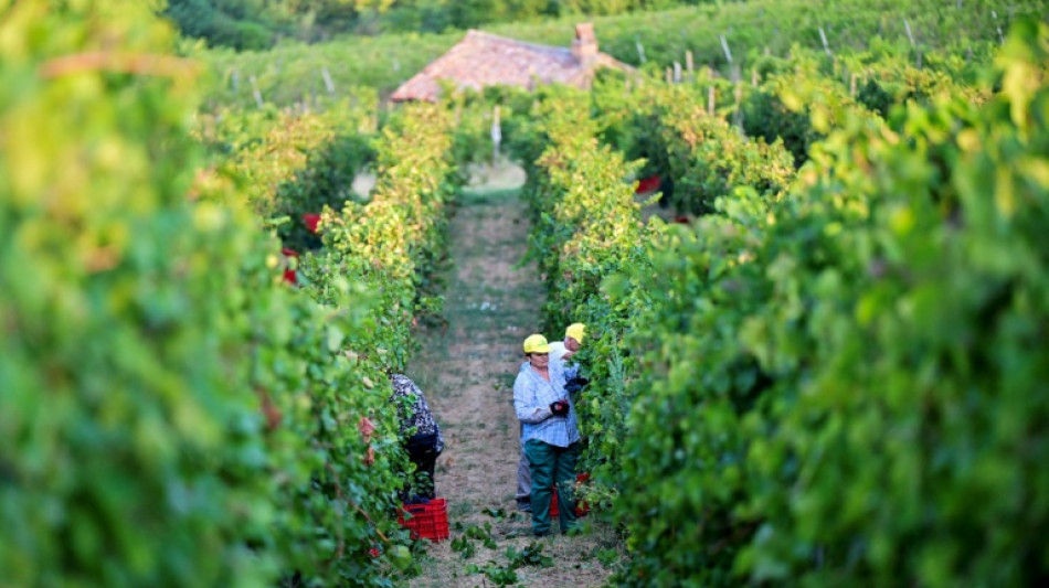  French, Italian winegrowers face earliest ever harvest 