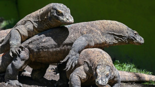 L'Indon&eacute;sie va pr&ecirc;ter un couple de dragons de Komodo &agrave; un zoo japonais