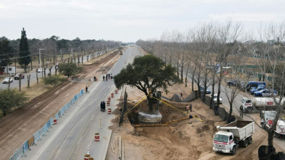 En Argentine, sur le tracé d'une route, l'arbre de la discorde