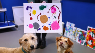 Cães abandonados viram artistas em associação de caridade britânica
